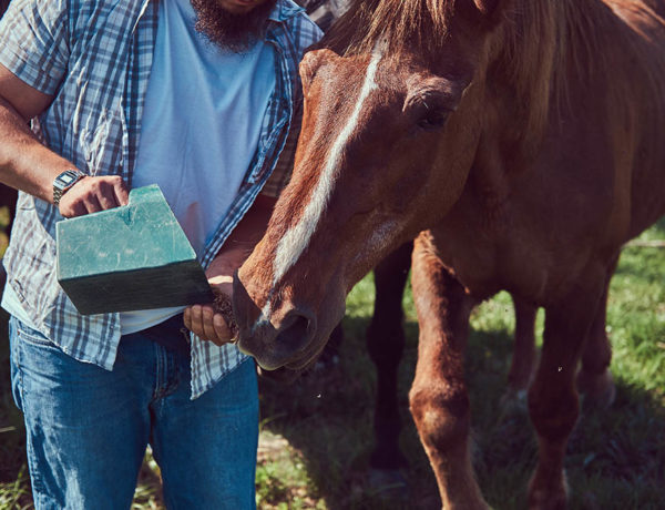 A bearded farmer in a flannel shirt and jeans feed a horse to a green field.